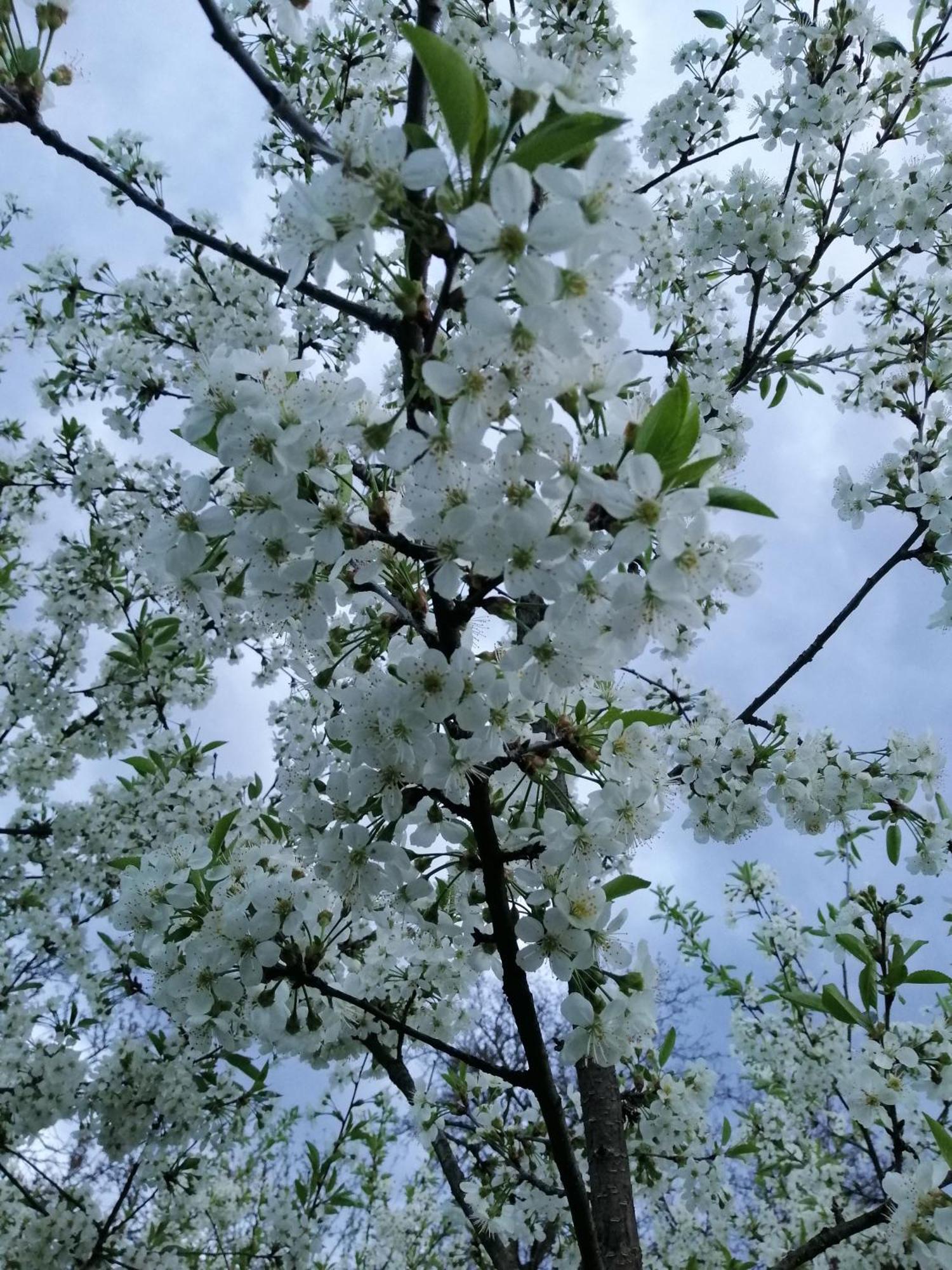 Вилла Анничка Khorotseve Экстерьер фото